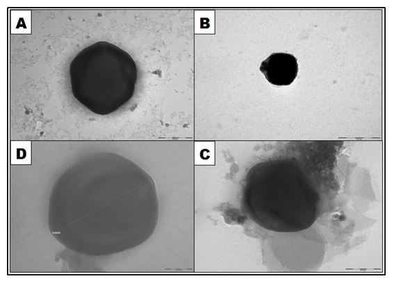 Figure 2: [A] shows the TEM image of a purified mimivirus which measures ~400nm. [B] and [C] are the TEM images of viruses isolated from sample 11 measuring <200 nm and ~420nm respectively. [B] Shows the bowtie shaped vertex. [D] is the TEM image of the other large virus isolated from sample 18 measuring ~450nm. The smaller viruses isolated from sample 13 are not shown here. Picture credits: Disha Bhange et. al. at SAIF and BSBE, IIT, Bombay.